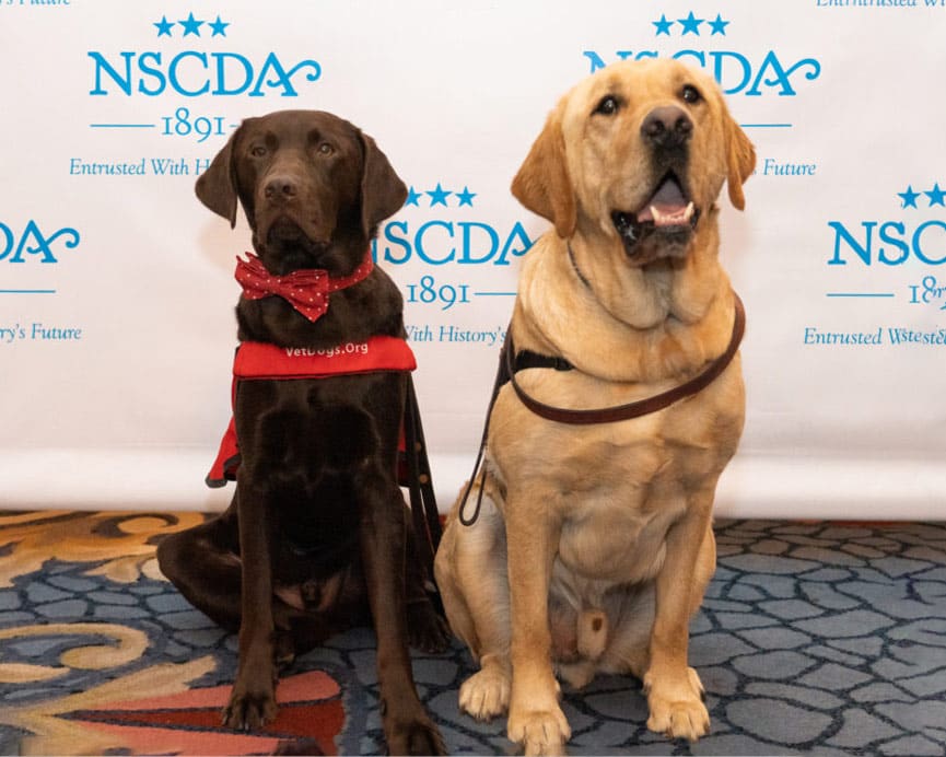 one chocolate lab and one yellow lab sitting side by side in front of a white background covered in blue NSCDA logos